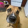 dog, brown_dog, indoor, kitchen, floor, laundry_basket, clothes, hanger, oven, cabinet, pet, animal, curious, looking_up, close_up, canine, domestic, flooring, appliance, home