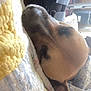 Bella is registered to the contest to win money with this photo: dog, sleeping, quilt, blanket, indoor, resting, brown, ear, cozy, home, comfort, pet, animal, nap, fur, closeup, relaxation, soft, warm, peaceful