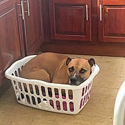 Bella is registered to the contest to win money with this photo: dog, laundry_basket, brown_dog, wooden_floor, kitchen, cabinet, furniture, pet, indoor, resting, curled_up, relaxed, home, cozy, container, domestic, household, animal, floor, looking