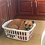 dog, laundry_basket, brown_dog, wooden_floor, kitchen, cabinet, furniture, pet, indoor, resting, curled_up, relaxed, home, cozy, container, domestic, household, animal, floor, looking