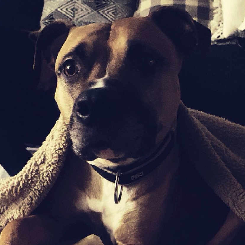 Bella