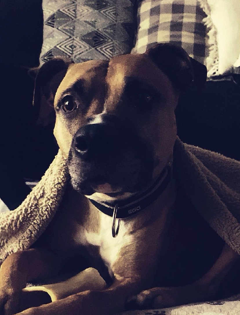 Bella joined the competition — help win amazing prizes! dog, blanket, collar, bone, indoor, pet, canine, resting, cozy, fur, animal, portrait, pillow, pattern, brown, white, black, home, relaxing, furniture