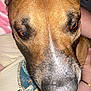 Bella joined the competition — help win amazing prizes! dog, close_up, brown_dog, pet, animal, snout, ears, person, arms, hand, shirt, blanket, indoor, fur, nostrils, eyes, cute, companion, resting, friendship