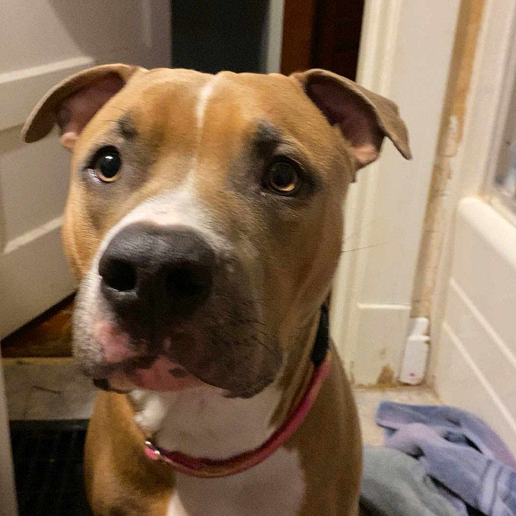 Milo is registered to the contest to win money with this photo: animal, brown_dog, canine, collar, companion, curious, cute, dog, domestic, door, ears, expression, face, floor, indoor, looking_up, pet, tile_floor, towel, white_chest