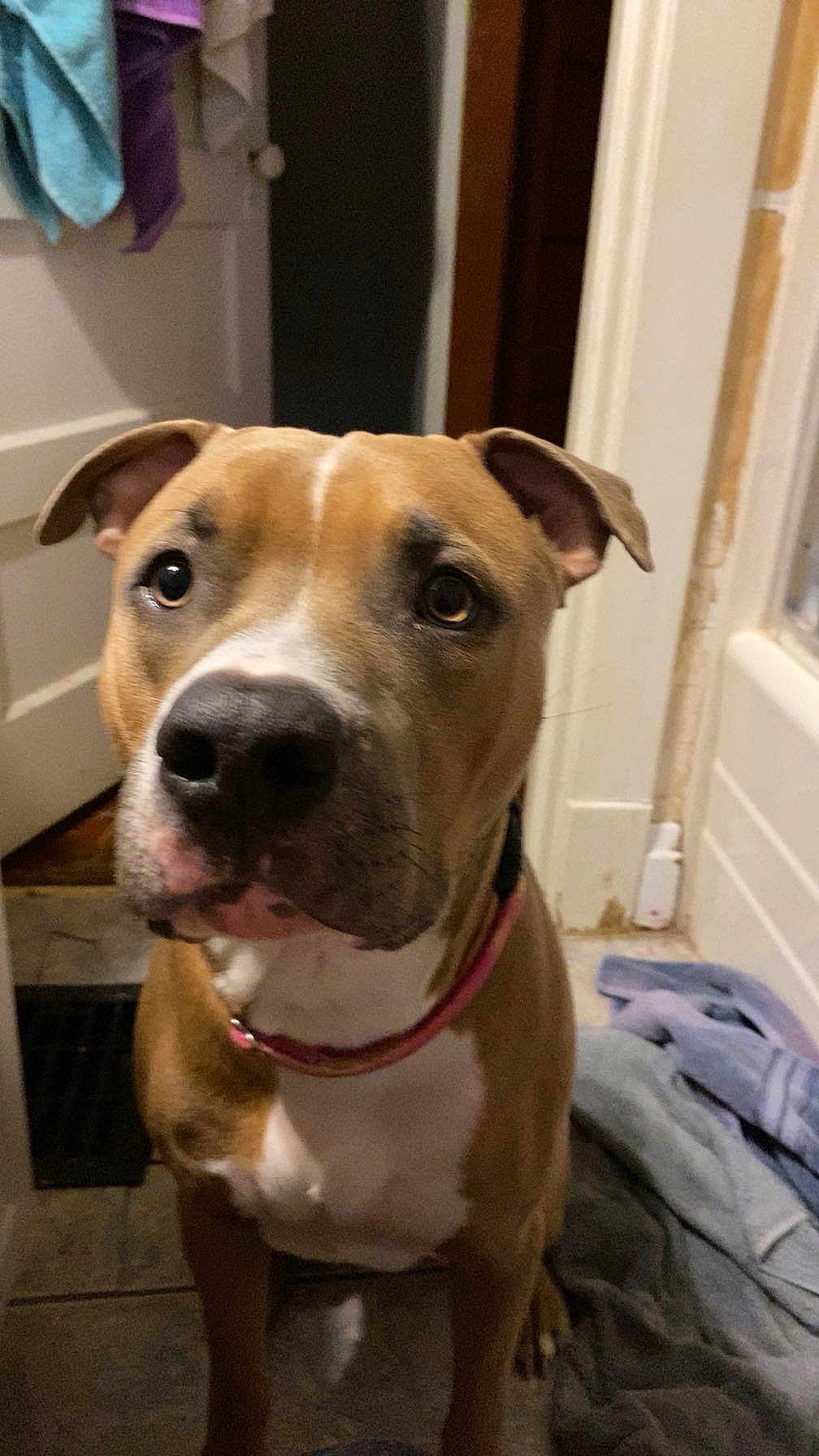 Milo is registered to the contest to win money with this photo: dog, pet, indoor, brown_dog, white_chest, collar, curious, floor, towel, door, tile_floor, ears, face, animal, canine, looking_up, domestic, companion, cute, expression