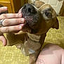 Milo is registered to the contest to win money with this photo: dog, hand, floor, tattoo, person, indoor, brown_dog, close_up, licking, playing, curious, affectionate, knee, patterned_floor, collar, pet, animal, human_interaction, puppy, cute