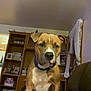 blanket, blue_collar, brown_dog, canine, couch, curious, curtain, dog, domestic_animal, furniture, house, indoor, living_room, pet, photo_frames, portrait, room, shelf, sitting, wooden_shelf