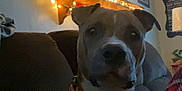Milo is registered to the contest to win money with this photo: dog, indoor, couch, collar, string_lights, mirror, wall, shelf, home_decor, brown_dog, pet, furniture, cozy, living_room, plaid_blanket, soft_lighting, relaxed, animal, companion, domestic