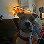 animal, brown_dog, collar, companion, couch, cozy, dog, domestic, furniture, home_decor, indoor, living_room, mirror, pet, plaid_blanket, relaxed, shelf, soft_lighting, string_lights, wall