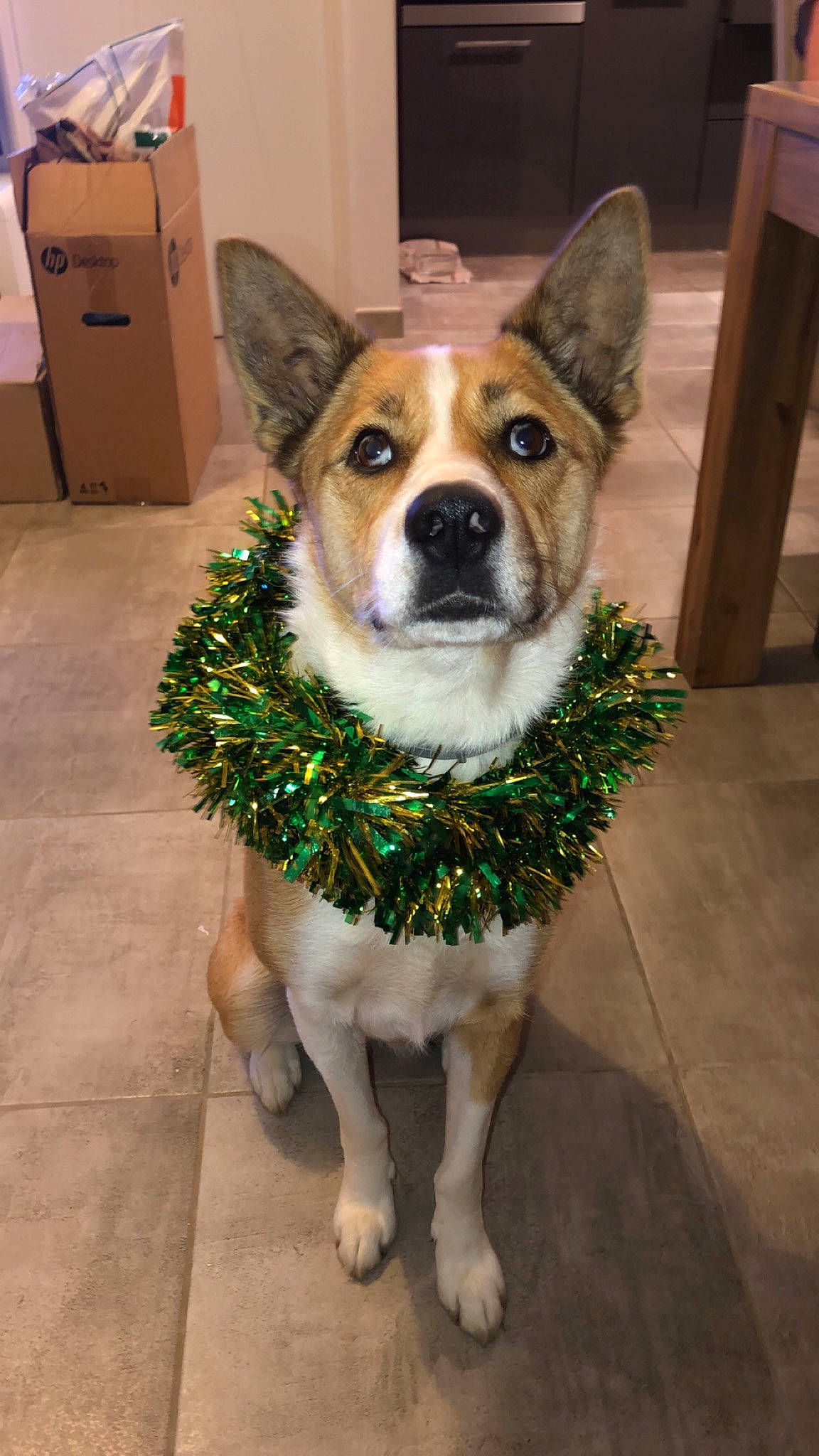 Nala a rejoint le concours — aidez-le/la à gagner de superbes lots ! ancient_dog_breeds, canidae, cardigan_welsh_corgi, carnivore, companion_dog, dog, dog_breed, mammal, norrbottenspets, norwegian_lundehund, pembroke_welsh_corgi, rare_breed_dog, rat_terrier, snout, thai_bangkaew_dog, vertebrate, welsh_corgi