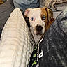 dog, puppy, pet, animal, face, eyes, nose, indoors, couch, blanket, fleece, home, portrait, close_up, white_and_brown, floppy_ears, looking_at_camera, cozy, sitting, funny