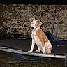 dog, canine, pet, white_and_tan, sitting, outdoor, night, trampoline, backyard, garden, stone_wall, flash_photography, red_eye, portrait, full_body, animal, companion, alert, playful, grass