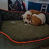 Athena a rejoint le concours — aidez-le/la à gagner de superbes lots ! dog, pet, brown_and_white, sleeping, lying_down, curled_up, animal, canine, pet_bed, green_bed, indoor, laundry_room, household, resting, sad_expression, side_eye, short_hair, white_fur, brown_fur, portrait