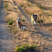 Athena a rejoint le concours — aidez-le/la à gagner de superbes lots ! dog, dogs, animal, pet, outdoor, rural, countryside, dirt_path, gravel, field, farmland, dry_grass, golden_hour, sunlight, hedge, parked_car, standing, sitting, portrait, nature