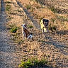 dog, dogs, animal, pet, outdoor, rural, countryside, dirt_path, gravel, field, farmland, dry_grass, golden_hour, sunlight, hedge, parked_car, standing, sitting, portrait, nature
