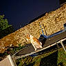 dog, pet, animal, trampoline, outdoor, night, night_sky, stars, stone_wall, garden, grass, tree, flash_photography, tilted_composition, brown_and_white, standing, backyard, metal_frame, play_equipment, funny_pose