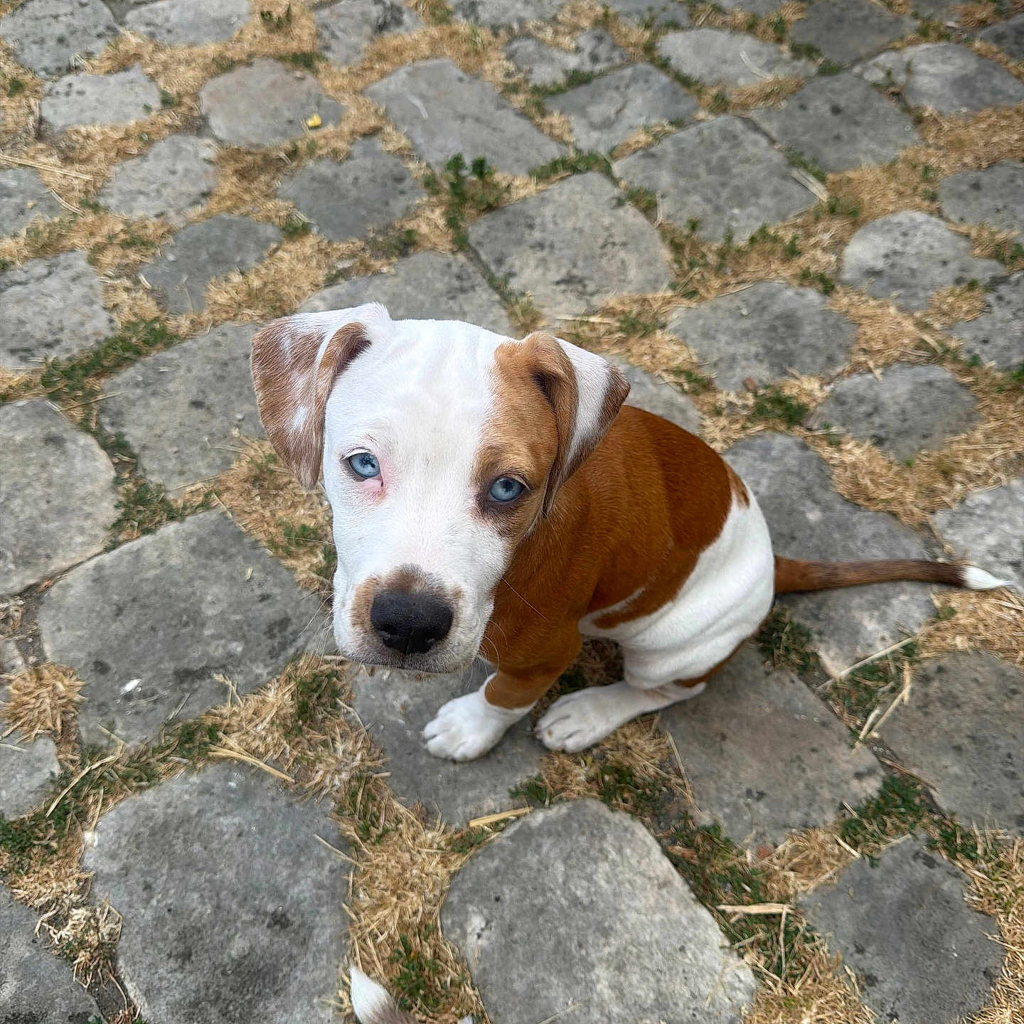 Athena