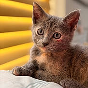 Padme joined the competition — help win amazing prizes! animal, cat, close_up, cute, domestic_animal, face, fur, gray_cat, indoor, kitten, looking, paw, pet, relaxed, resting, soft_surface, whiskers, window_blinds, yellow_light, young_cat