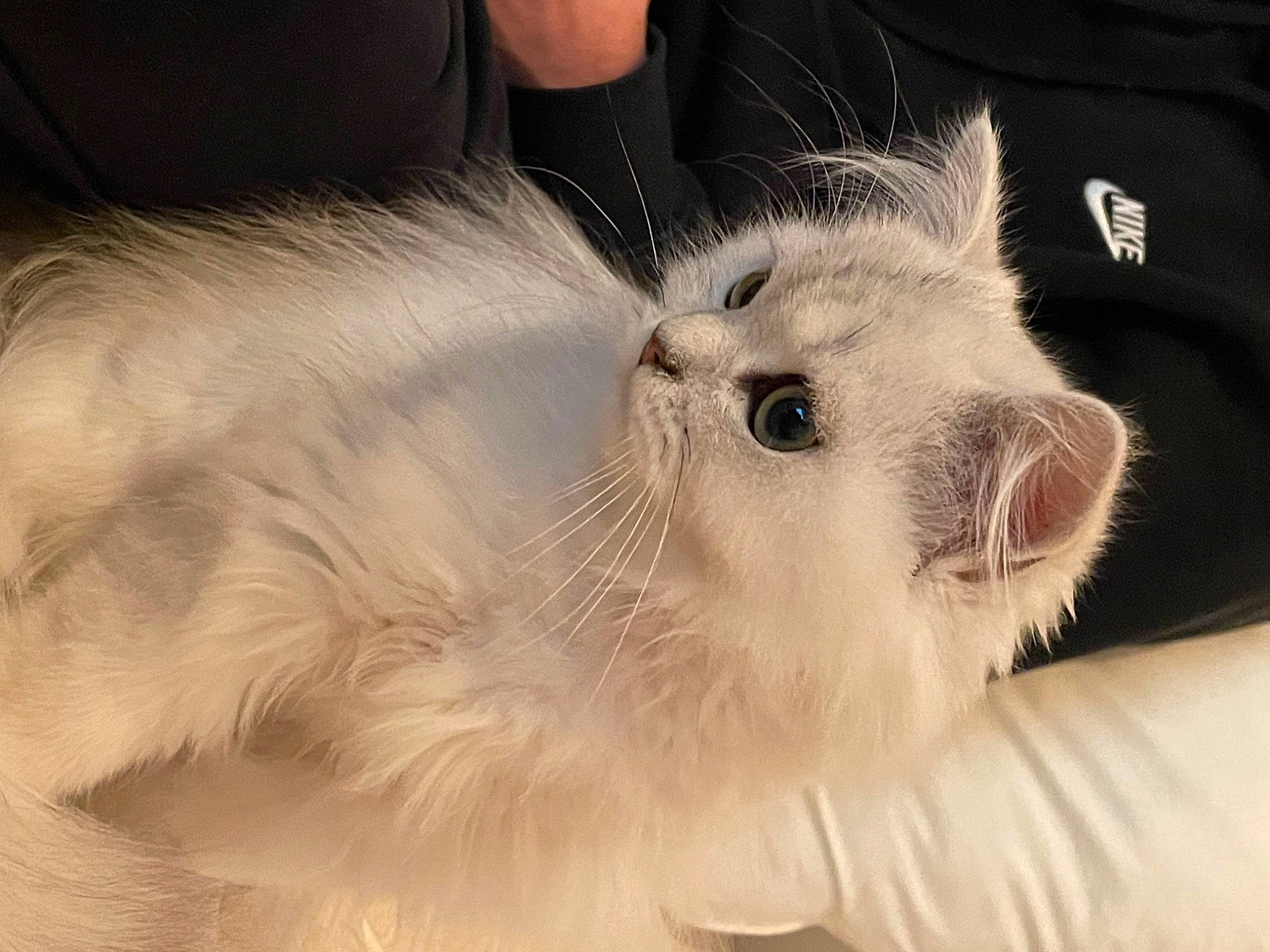 Snow participe au concours pour gagner de l'argent avec cette photo : canidae, carnivore, cat, claw, companion_dog, dog_breed, eye, eyelash, fawn, felidae, fur, paw, small_to_medium_sized_cats, snout, tail, terrestrial_animal, whiskers, wildlife