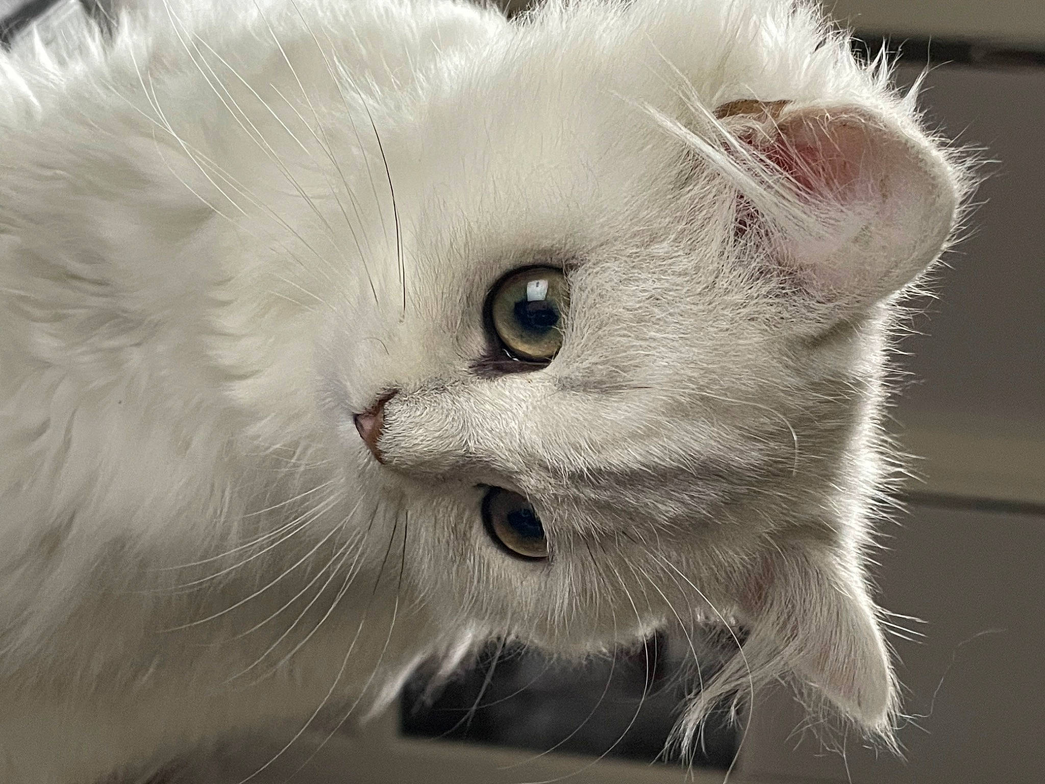 Snow participe au concours pour gagner de l'argent avec cette photo : british_longhair, carnivore, cat, close_up, domestic_short_haired_cat, ear, felidae, fur, monochrome_photography, paw, small_to_medium_sized_cats, snout, terrestrial_animal, whiskers, window