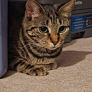 Coco is registered to the contest to win money with this photo: cat, tabby, pet, animal, carpet, indoor, feline, whiskers, ears, eyes, paws, curious, resting, closeup, mammal, striped, household, printer, shadow, floor