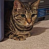 cat, tabby, pet, animal, carpet, indoor, feline, whiskers, ears, eyes, paws, curious, resting, closeup, mammal, striped, household, printer, shadow, floor
