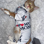 Ferb joined the competition — help win amazing prizes! cat, orange_cat, white_rug, pet_clothing, cute_outfit, indoor, fluffy, relaxed, lying_down, pet, animal, domestic_cat, fur, whiskers, collar, looking_at_camera, cozy, home, mammal, paws