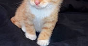 Ferb joined the competition — help win amazing prizes! kitten, cat, orange_cat, tabby, blue_eyes, pet, animal, cute, feline, young, small, indoor, soft_fabric, black_background, patterned_wall, curious, sitting, fur, whiskers, ears
