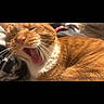 cat, ginger_cat, yawning, close_up, whiskers, fur, pet, sleepy, cozy, blanket, indoor, animal, cute, feline, resting, mouth_open, nap, domestic_cat, relaxed, portrait