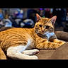 cat, orange_cat, white_cat, pet, animal, indoor, relaxed, cushion, feline, portrait, soft_fur, resting, domestic_cat, cute, whiskers, ears, paws, laying_down, blurred_background, cozy
