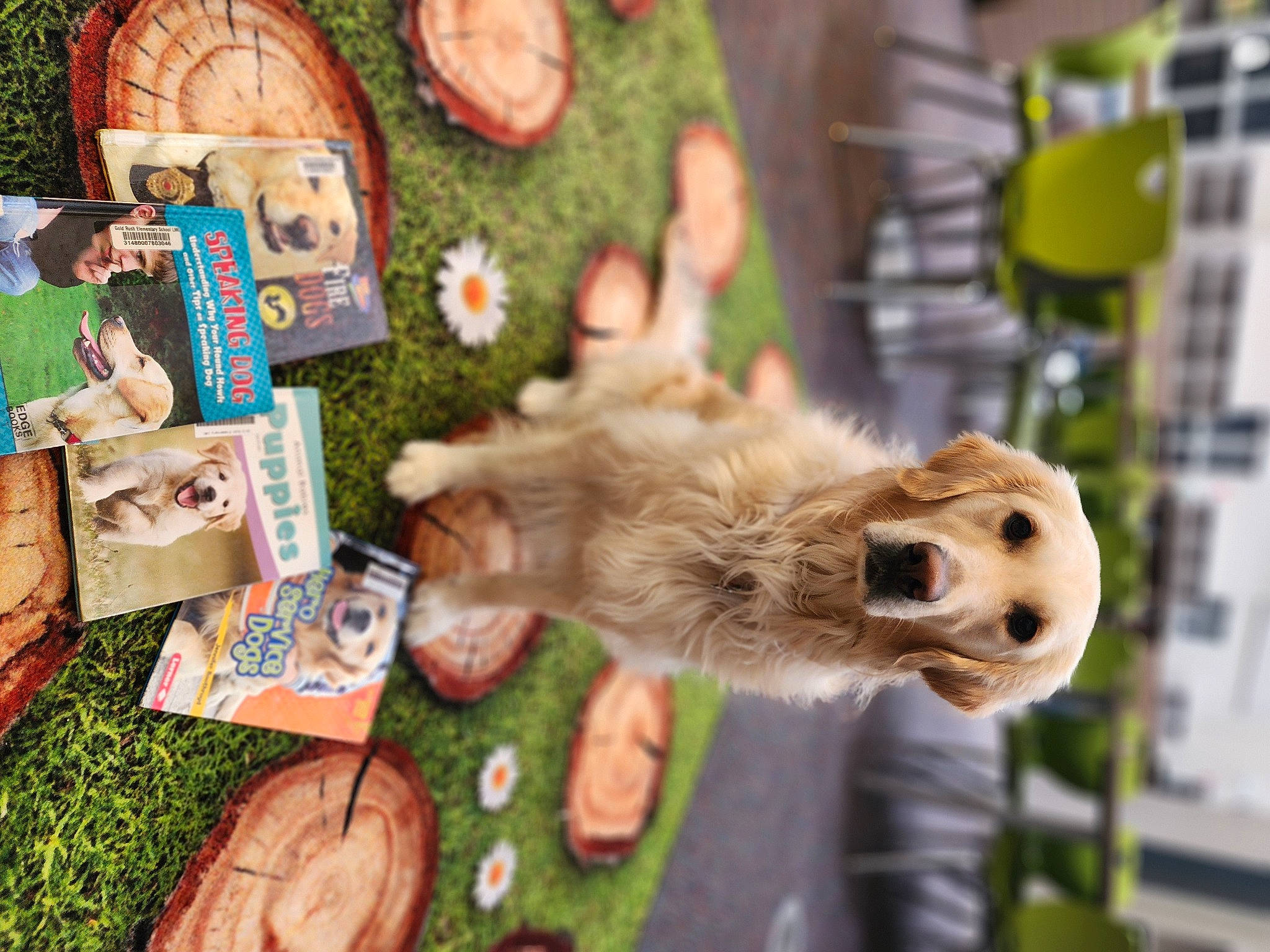 Beezus is registered to the contest to win money with this photo: art, carnivore, companion_dog, dog_breed, event, fawn, felidae, fun, fur, grass, green, holiday, leisure, plant, recreation, snout, stuffed_toy, toy, tree, wood