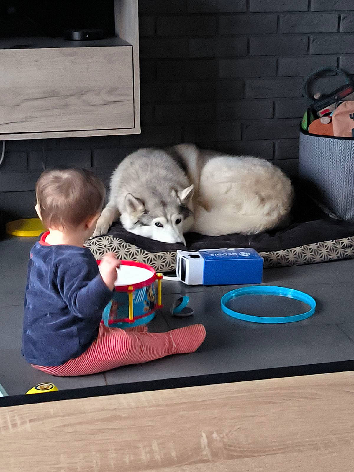 Mya participe au concours pour gagner de l'argent avec cette photo : baby, canidae, carnivore, child, comfort, companion_dog, dog_breed, felidae, flooring, fur, play, room, sitting, small_to_medium_sized_cats, stuffed_toy, television, toddler, toy, vertebrate, whiskers
