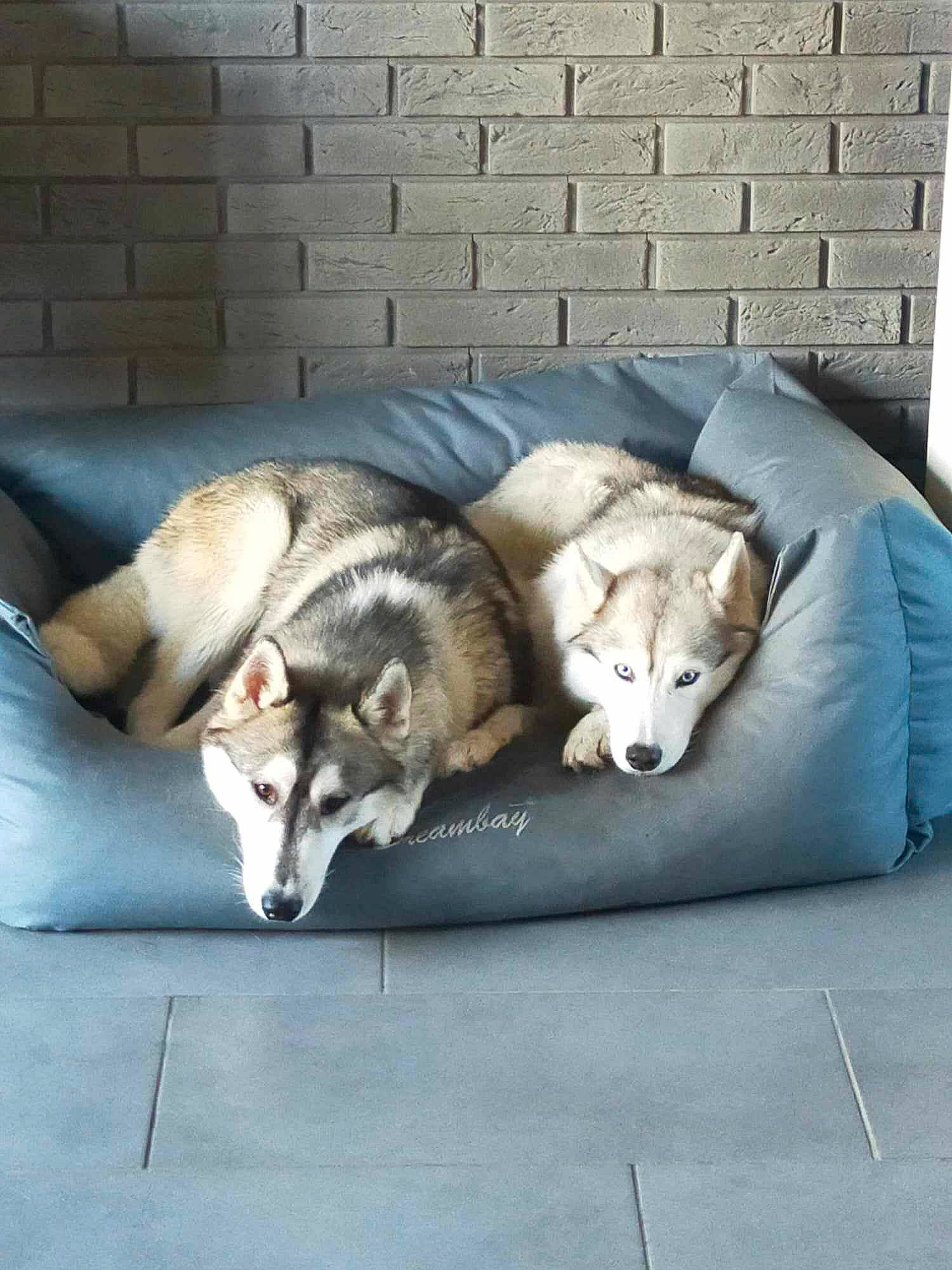 Mya participe au concours pour gagner de l'argent avec cette photo : canidae, canis, carnivore, comfort, companion_dog, couch, dog, dog_breed, fawn, fur, siberian_husky, sled_dog, snout, sporting_group, tail, terrestrial_animal, wildlife, wolf, working_animal, working_dog