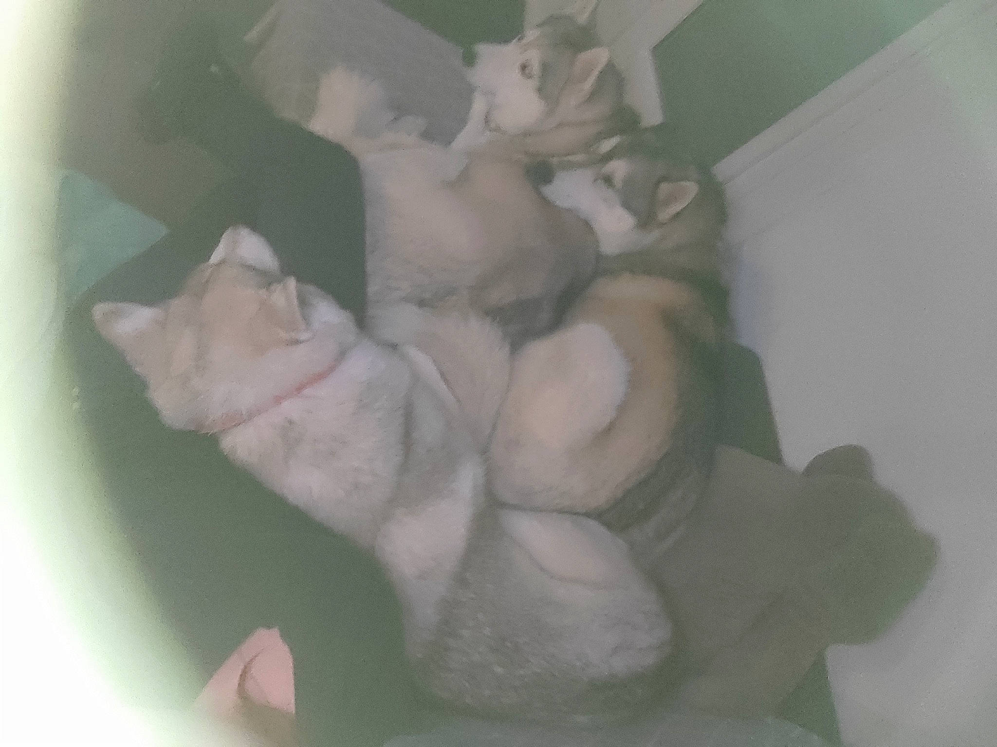 Mya participe au concours pour gagner de l'argent avec cette photo : canidae, chest, comfort, felidae, flesh, fur, grey, jaw, linens, nap, petal, plant, room, sleep, small_to_medium_sized_cats, snout, still_life_photography, tail, teddy_bear, whiskers