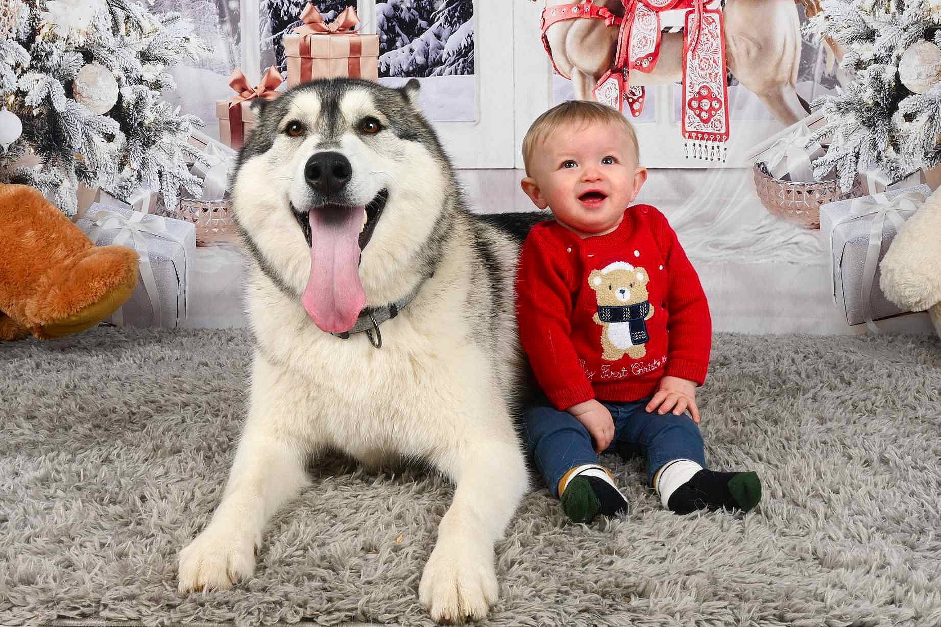 Léopold a rejoint le concours — aidez-le/la à gagner de superbes lots ! carnivore, companion_dog, dog, dog_breed, event, fun, fur, grass, guard_dog, happy, hat, livestock_guardian_dog, paw, person, recreation, sled_dog, smile, snout, toddler, winter