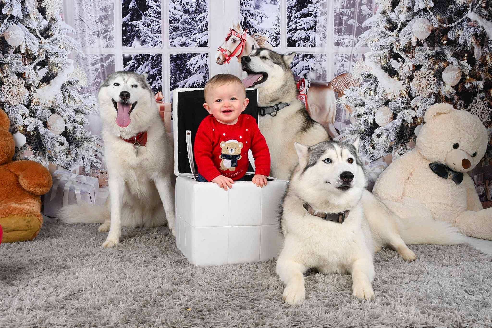 Léopold a rejoint le concours — aidez-le/la à gagner de superbes lots ! canidae, carnivore, companion_dog, dog, dog_breed, event, fawn, fur, happy, holiday, joy, pattern, person, sitting, smile, snout, sporting_group, stuffed_toy, toy, vertebrate