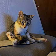 Mia a rejoint le concours — aidez-le/la à gagner de superbes lots ! animal, cable, cat, couch, cute, door, ears, feline, fur, furniture, home, indoor, looking_down, paw, pet, relaxed, sitting, tabby_cat, wall, whiskers