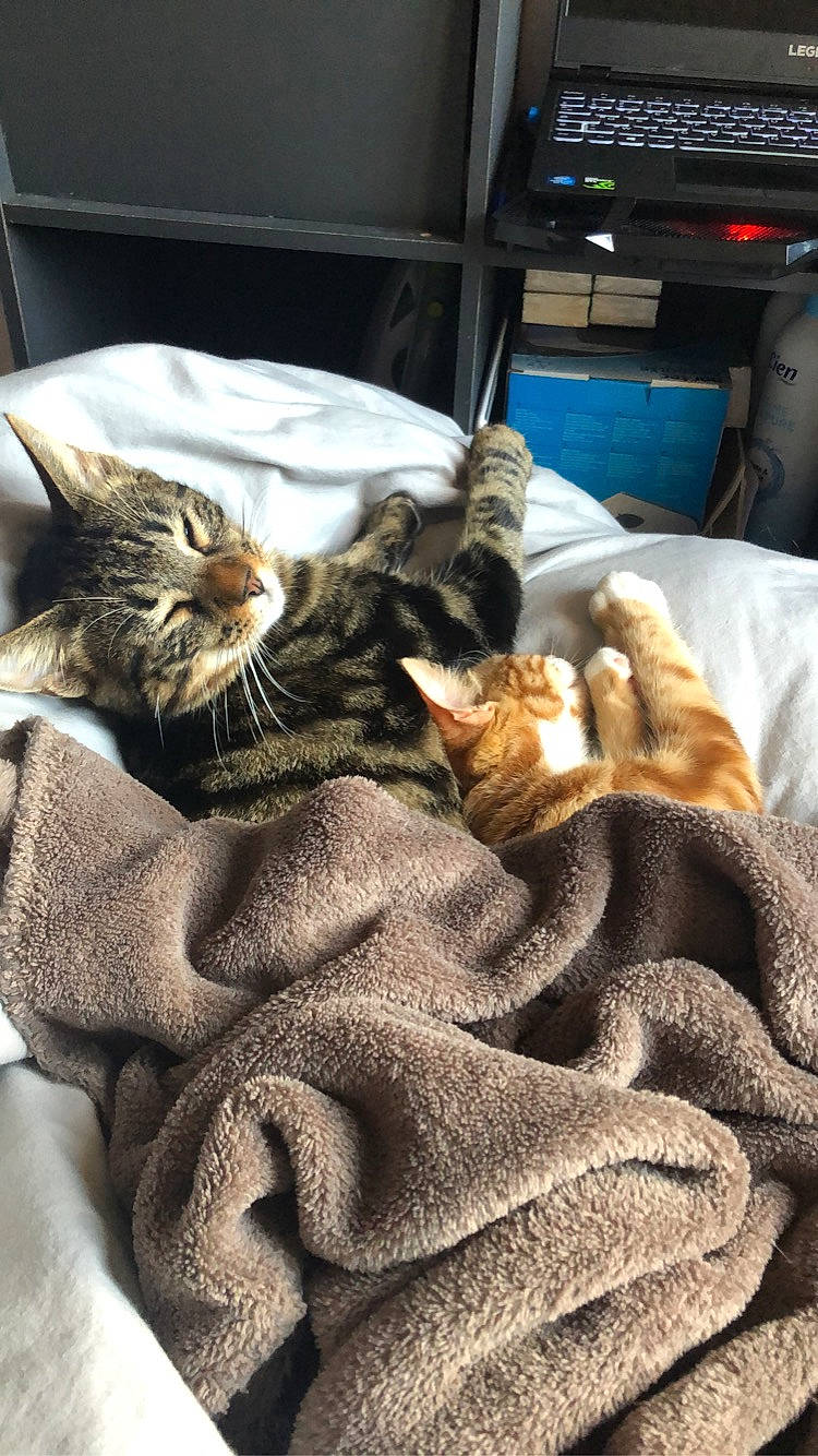 Timon participe au concours pour gagner de l'argent avec cette photo : bedding, carnivore, cat, claw, comfort, computer_keyboard, domestic_short_haired_cat, fawn, felidae, fur, input_device, linens, mammal, nap, office_supplies, peripheral, small_to_medium_sized_cats, textile, vertebrate, whiskers