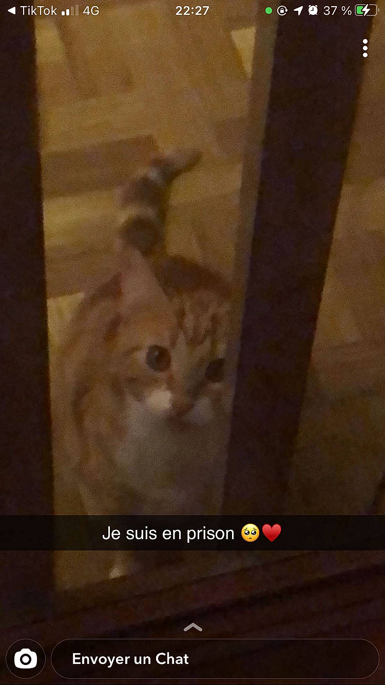 Timon participe au concours pour gagner de l'argent avec cette photo : carnivore, cat, darkness, domestic_short_haired_cat, door, fawn, felidae, flooring, font, fur, hardwood, photo_caption, room, small_to_medium_sized_cats, snout, tail, visual_arts, whiskers, window, wood