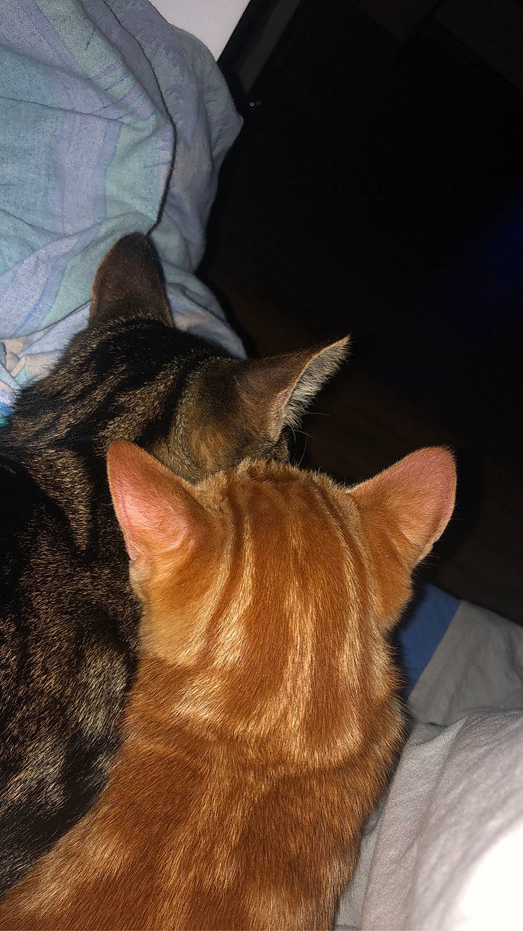 Timon a rejoint le concours — aidez-le/la à gagner de superbes lots ! carnivore, cat, claw, comfort, dog_breed, domestic_short_haired_cat, ear, eye, fawn, felidae, fur, hair, head, liver, small_to_medium_sized_cats, snout, tail, terrestrial_animal, whiskers, wood