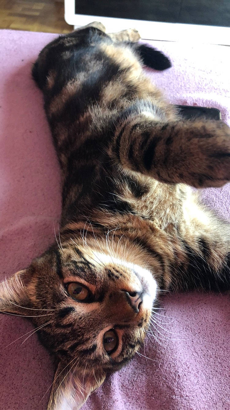 Baho a rejoint le concours — aidez-le/la à gagner de superbes lots ! carnivore, cat, claw, comfort, domestic_short_haired_cat, ear, felidae, fur, paw, small_to_medium_sized_cats, snout, tail, terrestrial_animal, whiskers