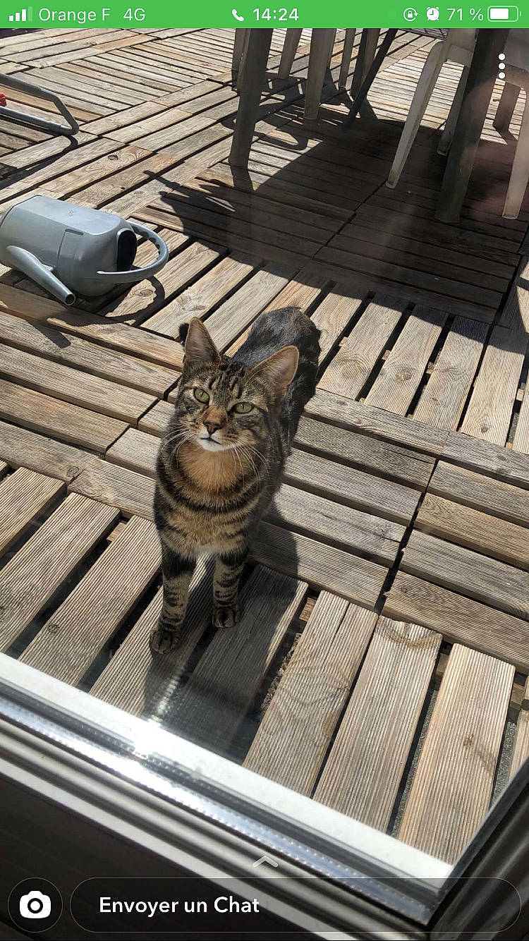 Baho participe au concours pour gagner de l'argent avec cette photo : carnivore, cat, domestic_short_haired_cat, felidae, flooring, fur, grey, hardwood, mammal, metal, road_surface, roof, small_to_medium_sized_cats, snapshot, snout, street, tail, vertebrate, whiskers, wood