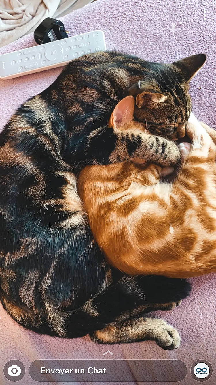 Baho participe au concours pour gagner de l'argent avec cette photo : brown, camera, carnivore, cat, claw, comfort, domestic_short_haired_cat, felidae, fur, nap, paw, sitting, sleep, small_to_medium_sized_cats, snout, tail, terrestrial_animal, whiskers