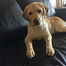 dog, puppy, golden_retriever, pet, animal, sitting, lying_down, sofa, couch, leather, indoors, living_room, portrait, front_view, floppy_ears, black_nose, brown_fur, paws, relaxed, cute