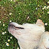 dog, cream_dog, lying_down, grass, daisies, flowers, outdoor, garden, nature, pet, animal, belly_up, relaxed, sleepy, close_up, portrait, collar, leash, hand, spring