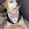 dog, labrador, pet, tuxedo, bow_tie, dressed_up, portrait, sitting, bed, bedroom, indoors, flash_photography, glowing_eye, cream_fur, brown_nose, large_dog, formalwear, cute, funny, companion