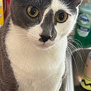 Nosy Rosy joined the competition — help win amazing prizes! cat, tuxedo_cat, yellow_eyes, pet, animal, feline, whiskers, ears, paws, indoor, kitchen, countertop, sink, curious, domestic, closeup, portrait, white_and_gray, looking, still