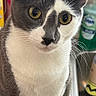 cat, tuxedo_cat, yellow_eyes, pet, animal, feline, whiskers, ears, paws, indoor, kitchen, countertop, sink, curious, domestic, closeup, portrait, white_and_gray, looking, still