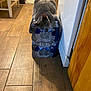 cat, gray_cat, bottled_water, plastic_bottles, kitchen, wooden_floor, furniture, cabinet, curious, pet, indoor, animal, flooring, domestic, playful, yellow_eyes, household, relaxed, funny_pose, cat_claws