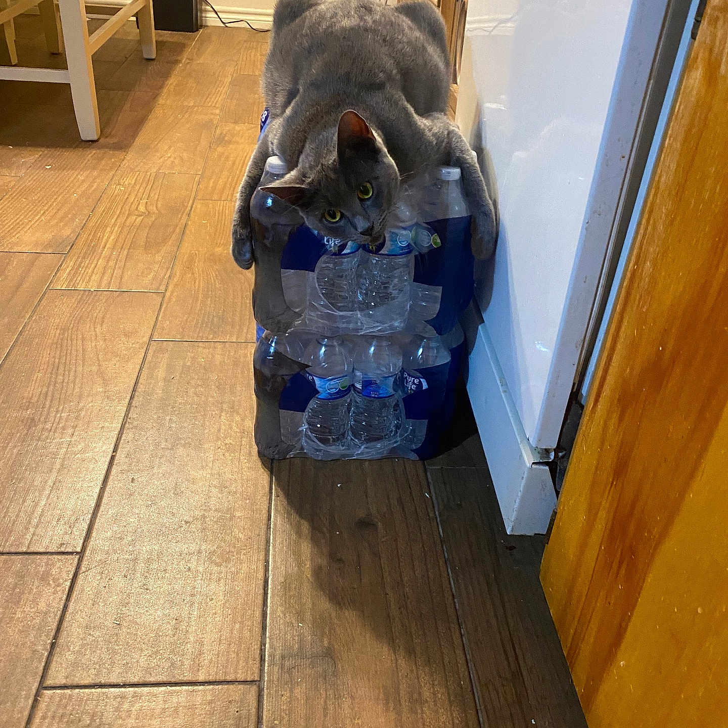 Mia joined the competition — help win amazing prizes! animal, bottled_water, cabinet, cat, cat_claws, curious, domestic, flooring, funny_pose, furniture, gray_cat, household, indoor, kitchen, pet, plastic_bottles, playful, relaxed, wooden_floor, yellow_eyes
